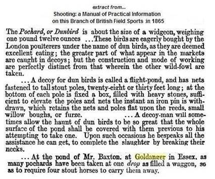 1865 - Decoy pond & Pochards in Goldhanger.jpg