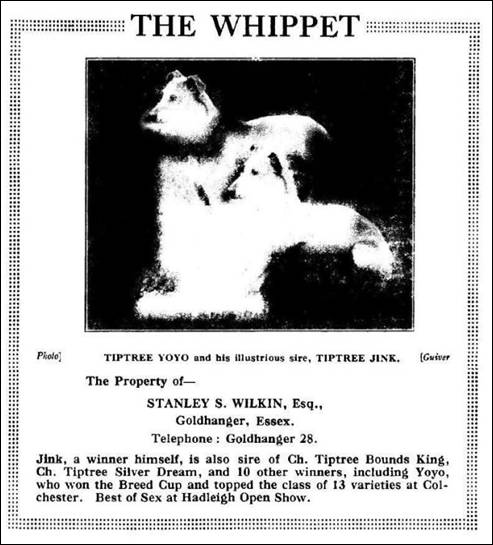 Wilkin SS, Whippet- The Kennel Club 1936